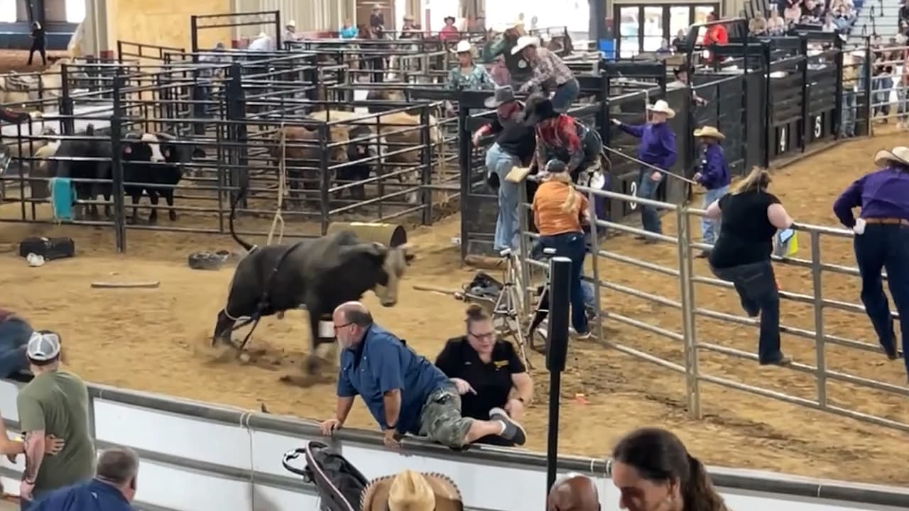 Un toro se brincó la barrera en el rodeo de Tampa