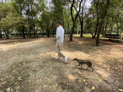 Un paseo por el parque con su querido Bowie es un ‘must’ en la rutina diaria del artista.