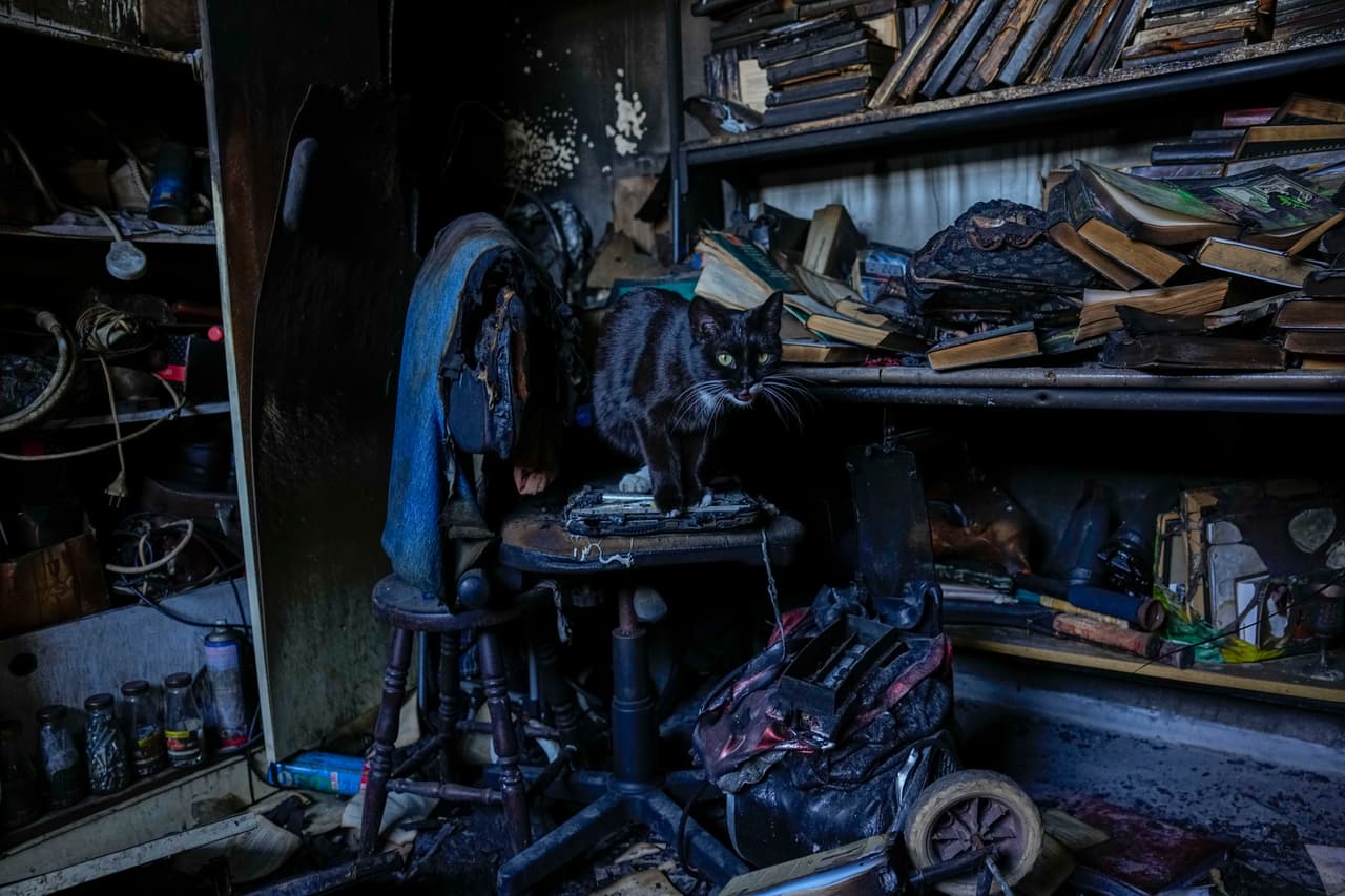 Un gato busca comida en una casa quemada por cohetes disparados por Hezbollah en la ciudad de Kiryat Shmona, en el norte de Israel, cerca de la frontera con el Líbano, el 29 de febrero de 2024. La guerra ha desplazado a miles de personas a ambos lados de las fronteras de los dos países.