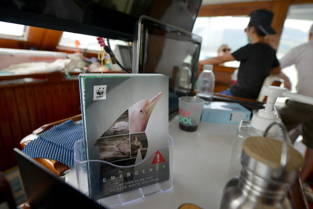 También se está llevando a cabo un enorme proyecto de recuperación para construir una tercera pista para el aeropuerto de la ciudad.
<b> Según WWF, se estima que solo quedan 2,000 delfines rosados en el delta del río Pearl, el número mínimo que los conservacionistas creen que se necesitan para mantener a la especie.</b> Existe un temor palpable de que los delfines del delta se extingan bajo la trayectoria actual de la población.
<br>