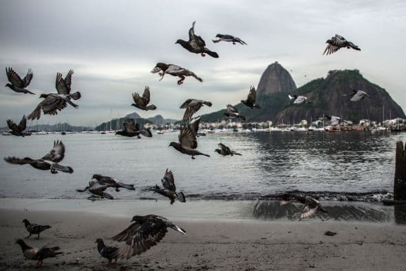 Las palomas muestran la bella vista frente a la playa Botafogo, en la Bahía de Guanabara, que será la sede de las competiciones de vela en los Juegos Olímpicos del 2016.