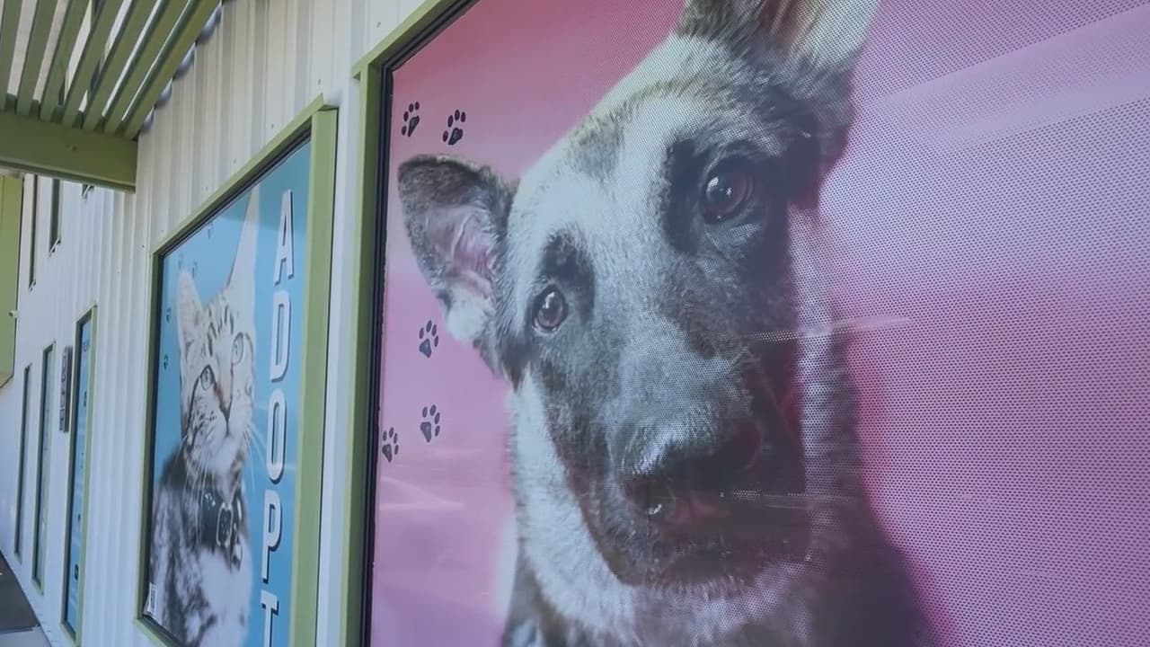 Adopciones de mascotas gratis en Kern: ¿Qué es lo que necesitas?