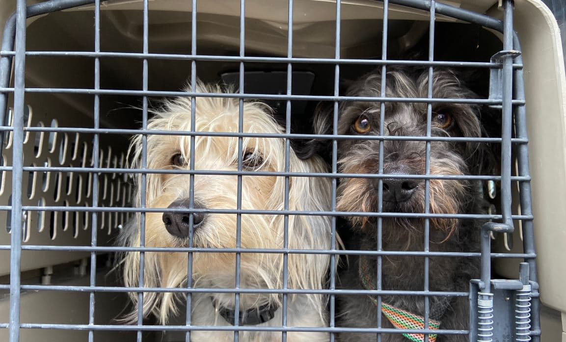 La Policía de Oakland dijo a nuestra estación aliada ABC 7 News que creen que el presunto ladrón estaba intentando vender los perros en el área, y algunos de ellos aún pueden estar sueltos.