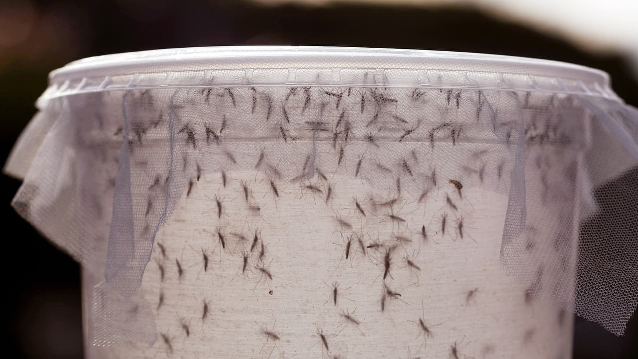 El impacto del virus del Zika en el país es peor de lo que se pensaba