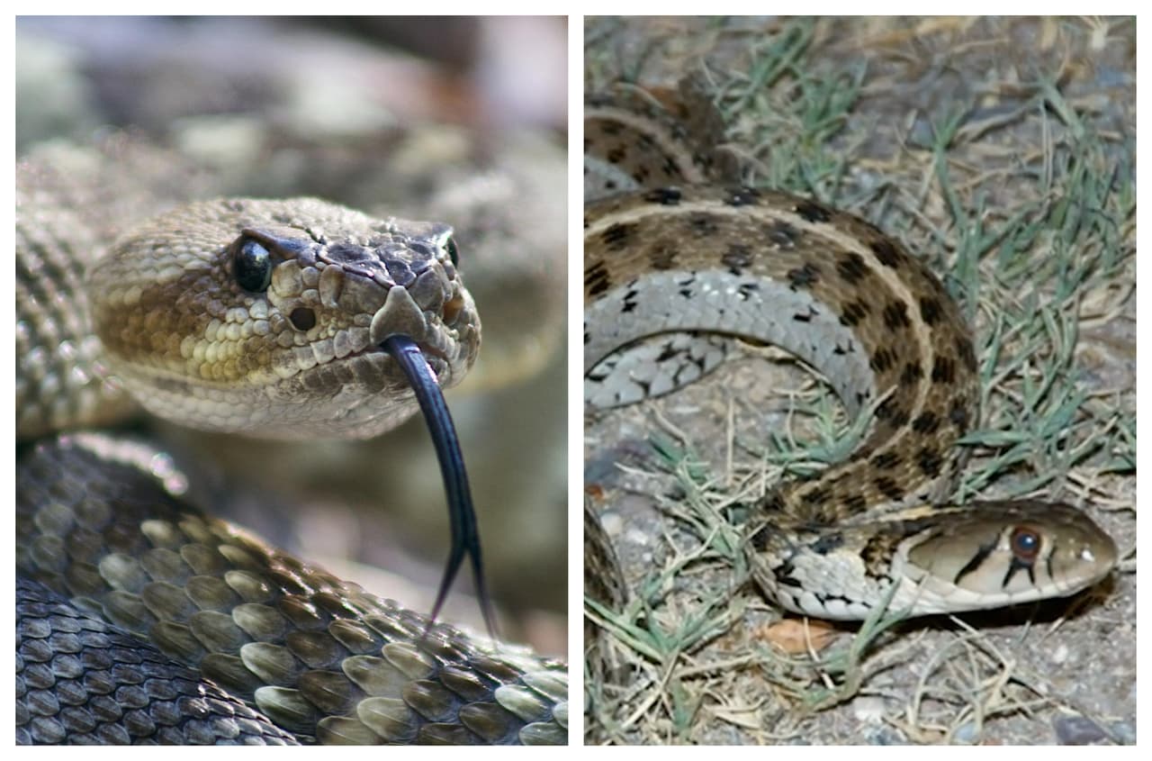 Así es cómo puedes identificar una serpiente peligrosa de una inofensiva en Texas