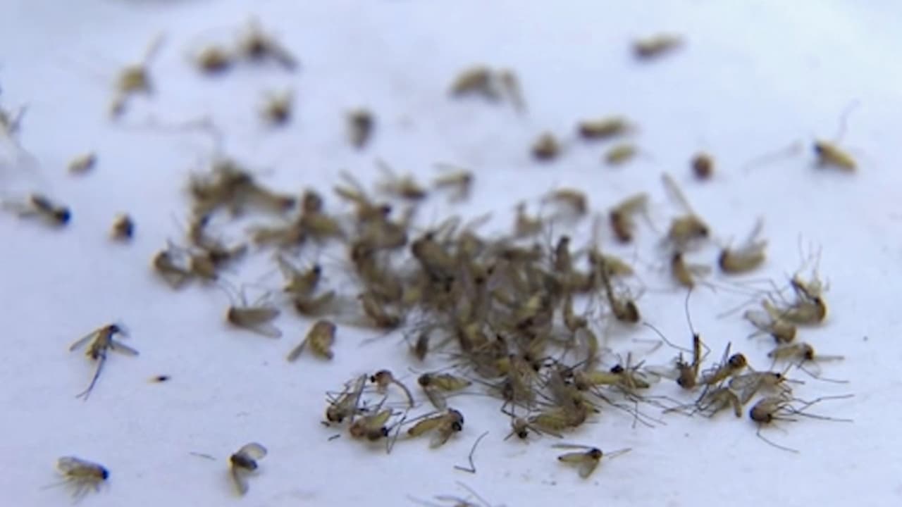Confirman la primera muerte por el virus del Nilo Occidental en el condado de Dallas: esto se sabe