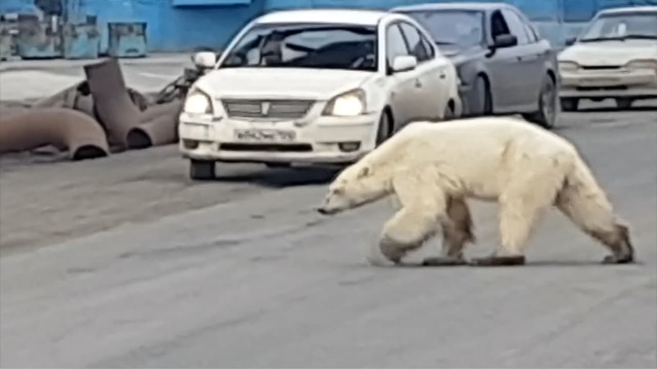 La triste imagen de una osa polar que busca comida fuera de su hábitat