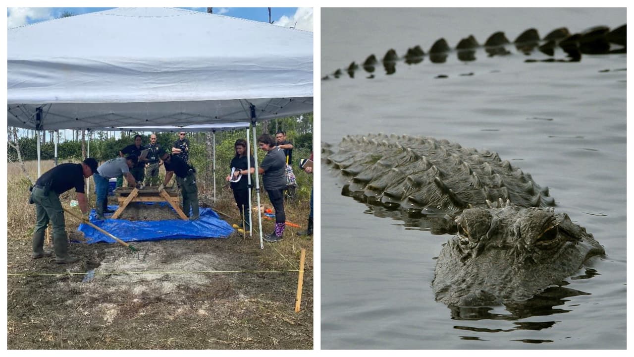 Hallan restos humanos en un parque de Florida después de que avistan un caimán con un brazo en la boca