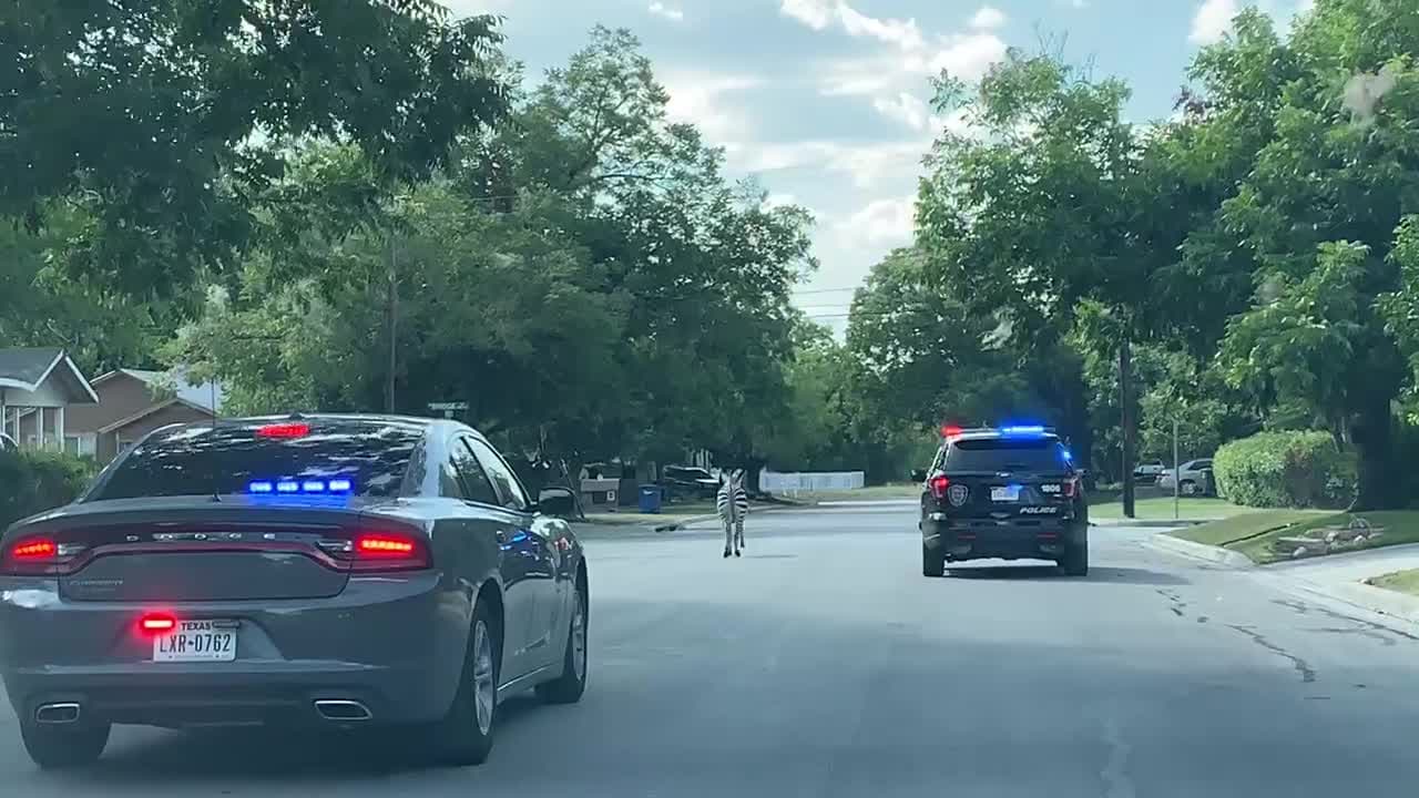 En video: Mueren las dos cebras que corrían por las calles de New Braunfels