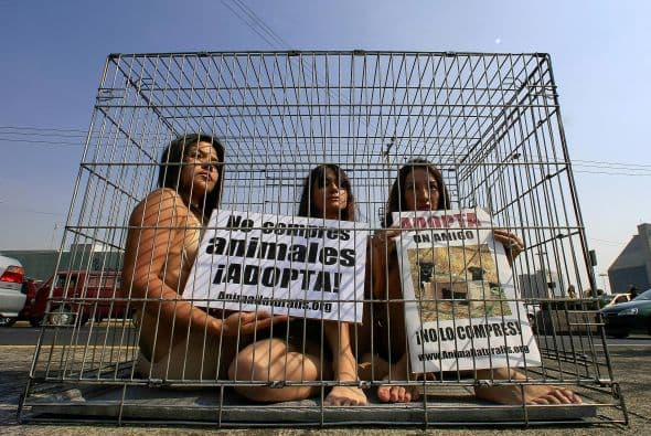 Diversas sociedades y activistasn han exigido que también se castigue al maltrato de animales en circos y negocios de este estilo.