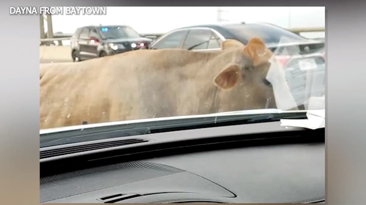El tráfico de Houston se vio afectado la mañana del miércoles cuando una vaca paseaba en una de las carreteras.