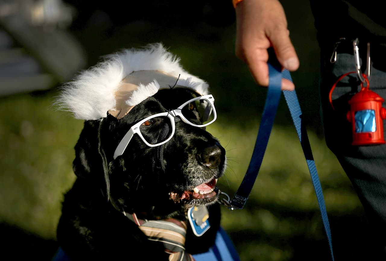 Un perro disfrazado del candidato presidencial demócrata Bernie Sanders en un rally en Waterfront Park, el 18 de mayo de 2016 en Vallejo, California. Al día siguiente de ganar la primaria de Oregon, Sanders hizo campaña en California, antes de la primaria de ese estado el 7 de junio. Foto: JUSTIN SULLIVAN/Getty Images.