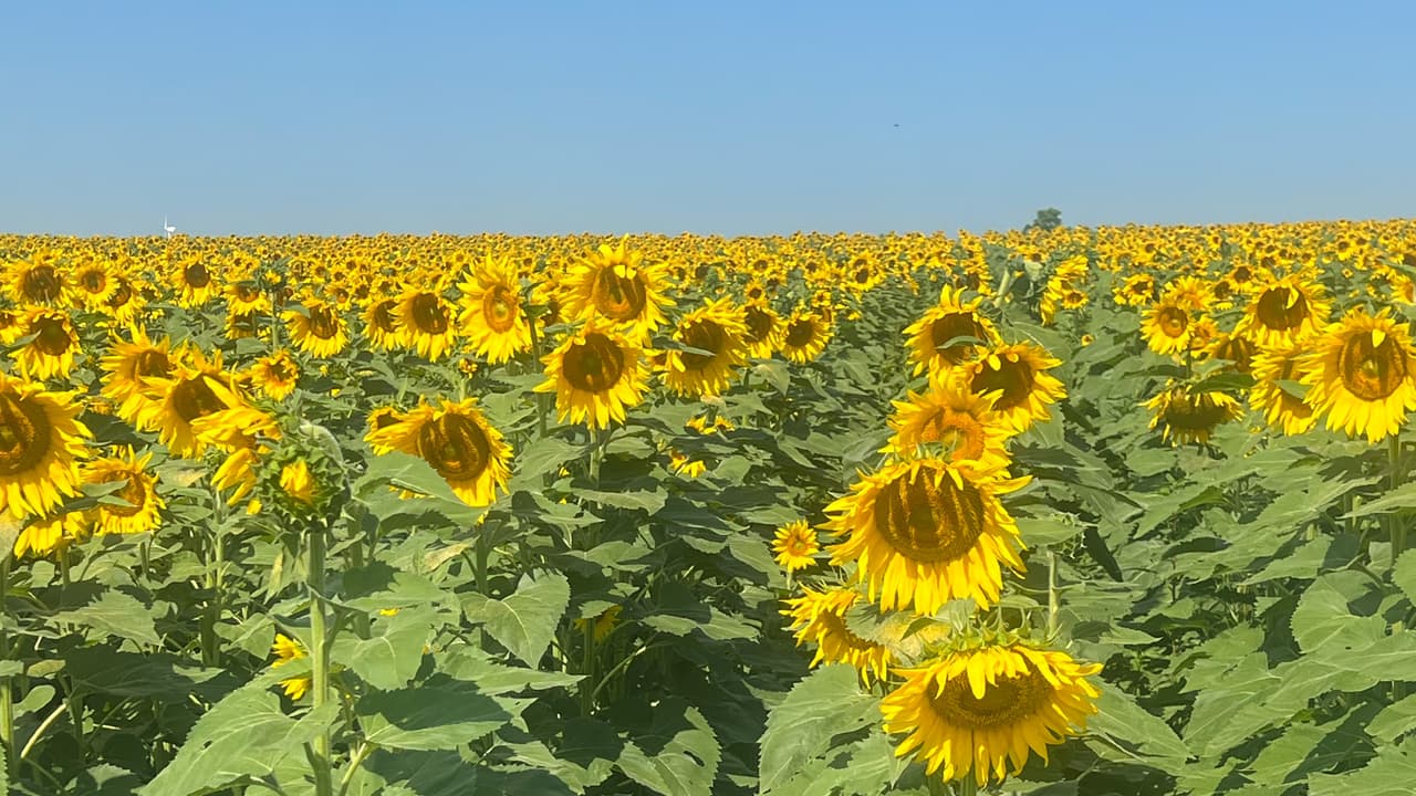 <b>Von Bergens Country Market</b>
<br>Este año, la granja festeja su cuarto festival anual del girasol, disponible hasta el 5 de septiembre. La granja se ubica a dos horas de Chicago. 
<br>Disfruta de los más de 30 acres de flores y hortalizas en este espacio en el campo digno de recordar.
<br>
<br>
<b>¿Dónde? </b>Von Bergens Country Market (9805 IL Route 173. Hebron, Il.)
<br>
<b>¿Precio? </b>$10 en línea (12 en taquilla) Niños menores de 3 años no pagan. 
<br>Para más información, 
<a href="https://vonbergenscountrymarket.ticketspice.com/sunflower-festival-2022 " target="_blank">consulta esta página</a>.