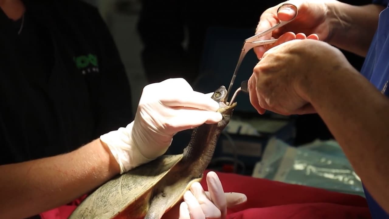 En video: Impresionante cirugía para sacar un anzuelo del cuello de una tortuga. Esta tortuga de cuello largo fue rescatada en Australia por un pescador que la encontró con un anzuelo alojado en el cuello. Conocida como Barron, el anfibio semiacuático se sometió a una cirugía y luego fue liberado en aguas dulces.
