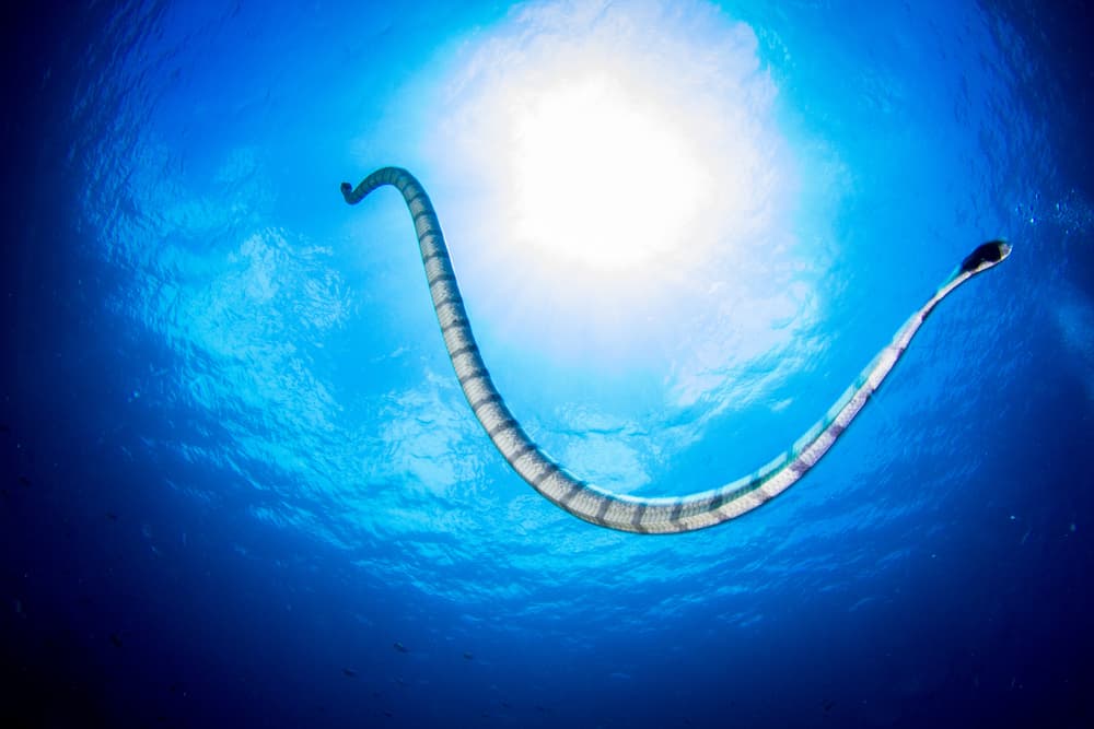 <h3 class="cms-H3-H3">Soñar con serpientes de agua</h3>
<br>Si sueñas con una víbora o 
<b>serpiente en el agua</b>, puede tener una connotación positiva, ya que el agua es símbolo de purificación. Así, este sueño puede hablar de que habrá cambios en tu vida y que estás listo para ello, pues tienes la fuerza y determinación para un nuevo comienzo.