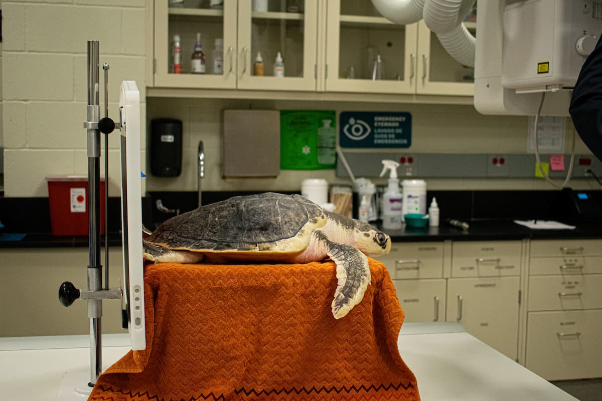 Los investigadores del Centro del Golfo para la Investigación de Tortugas Marinas de la Universidad A&M de Texas en Galveston colocaron un dispositivo de seguimiento para vigilar sus movimientos tras la liberación. 
<br>