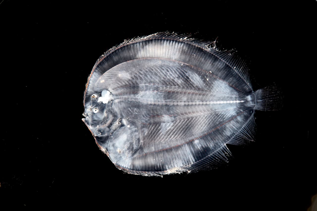 Un pez plano en la imagen de una radiografía. Es miembro del orden de peces demersales con aletas radiadas pleuronectiformes, también llamado Heterosomata, a veces clasificado como un suborden de Perciformes. En muchas especies, ambos ojos se encuentran a un lado de la cabeza, uno u otro migra a través o alrededor de la cabeza durante el desarrollo.