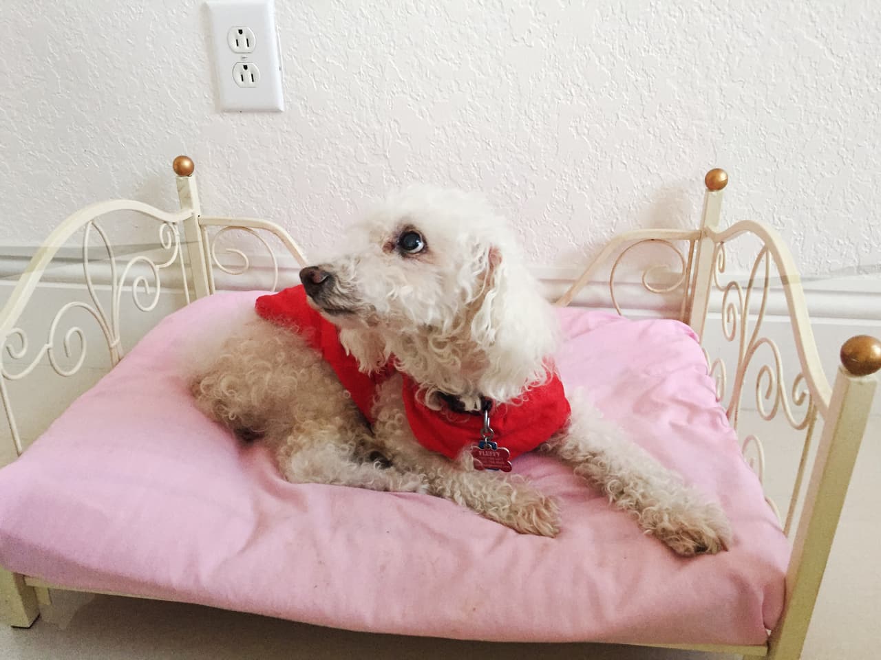 Johann es todo un animal lover. Son dos los amores de su vida y aquí te los presentamos. They are the cutest things!