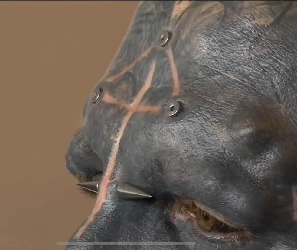 Entre los cambios más llamativos que refleja el cuerpo del francés está el color de su piel, ya que dice que quiere tatuarse todo el cuerpo “para darle mucha textura”. 
<br>Asimismo, el cráneo de Loffredo
<b> alberga también 35 implantes de silicona debajo de su piel,</b> mezclados con otros tatuajes como el triángulo que tiene en la frente junto a los otros implantes de titanio. 
<br>