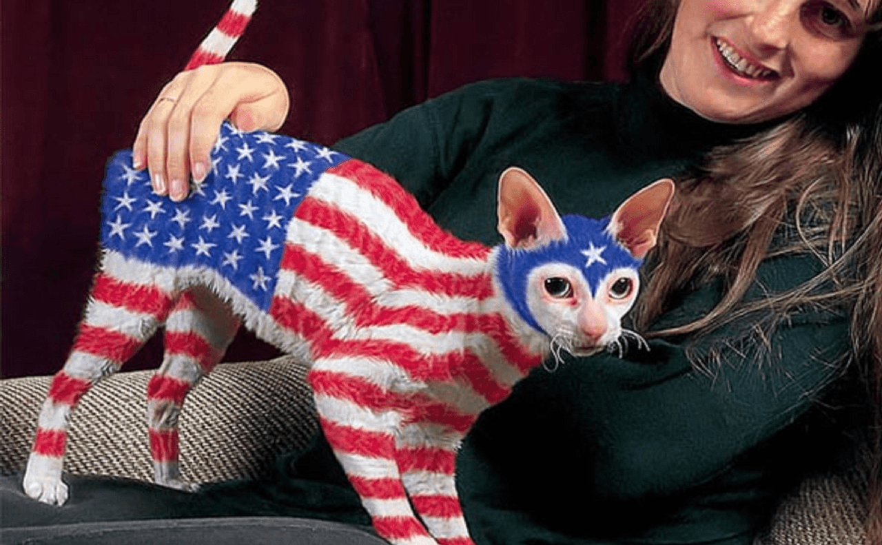 Esto es lo peor que le puedes hacer al ego de un gato.