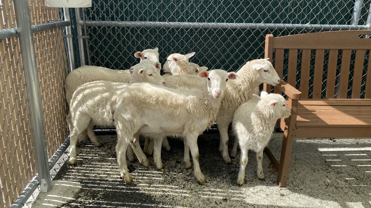 Propietario descubre un rebaño de corderos en el patio de su hogar en Brooklyn