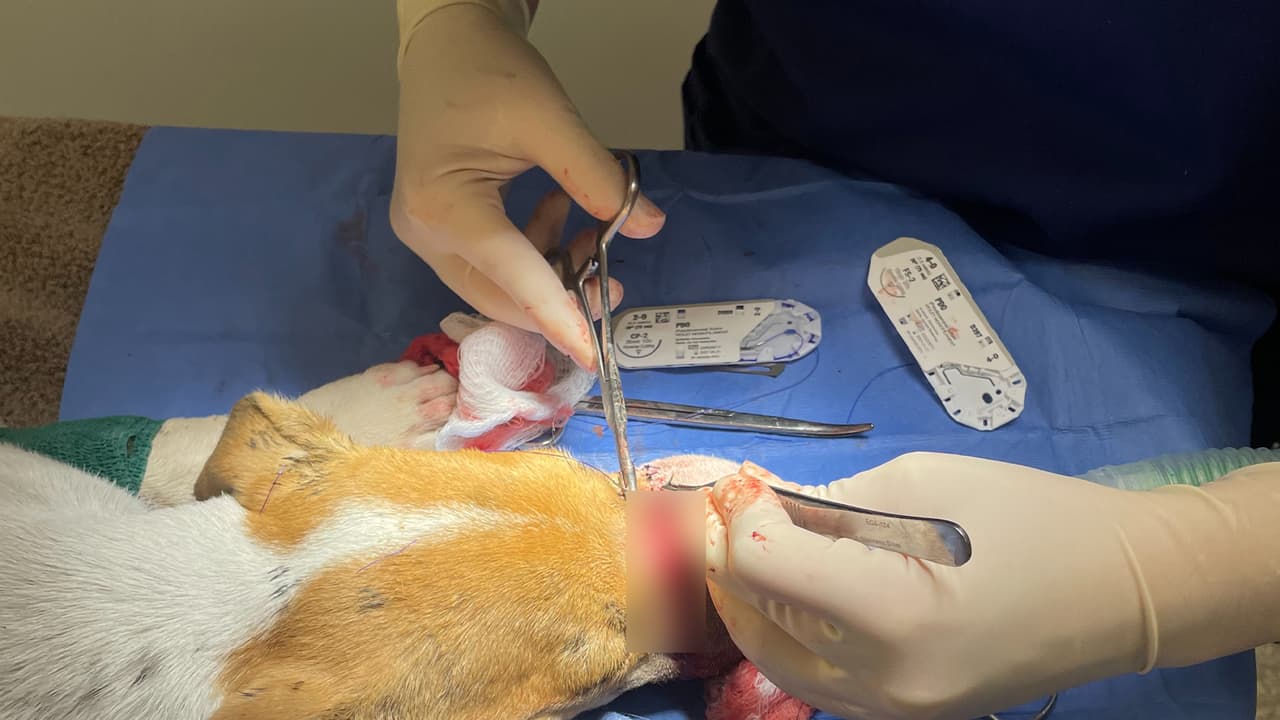 Houston SPCA está ofreciendo 5,000 dólares por información que lleve al arresto del sospechoso de torturar al cachorro.