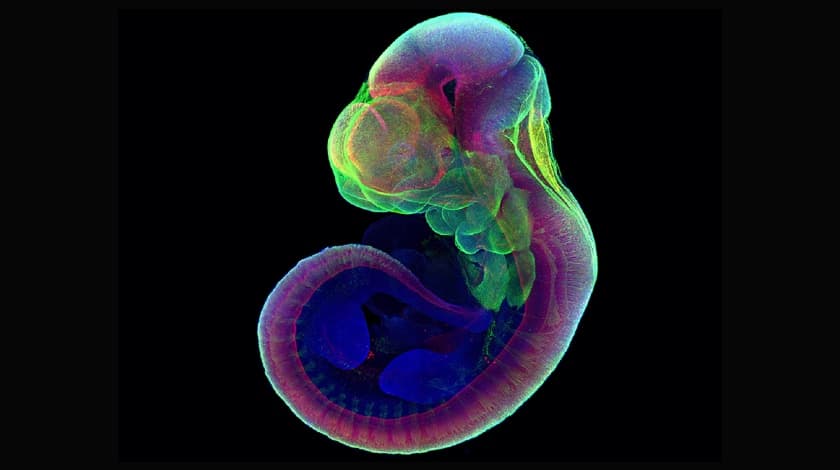 Embriones de ratón crecen por primera vez dentro de un útero artificial