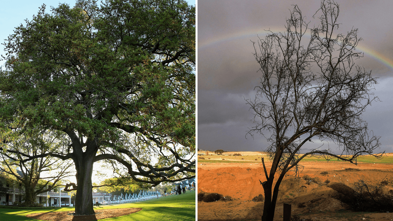 A los árboles les cuesta más trabajo ‘respirar’ conforme se calienta el planeta: estudio