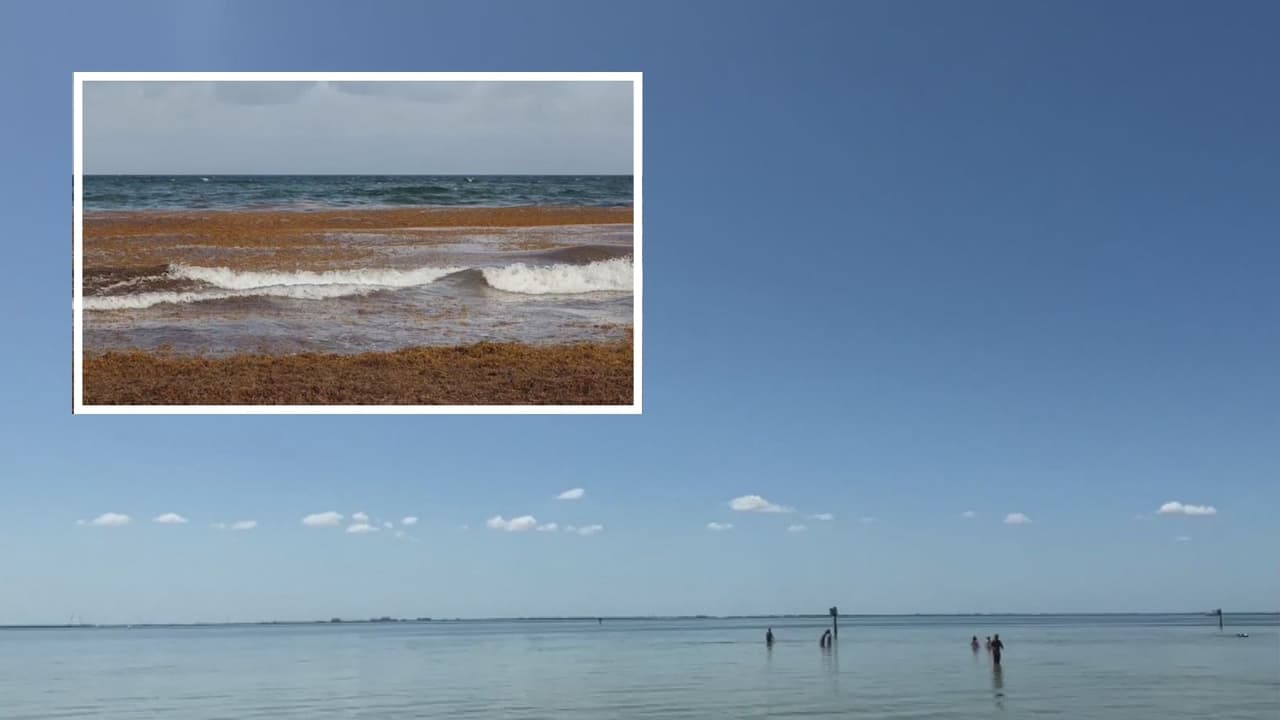 Temporada de sargazo: enorme acumulación de algas se dirige hacia las costas de Tampa, ¿qué se puede esperar?