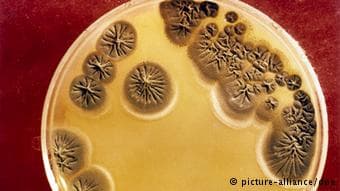 Las manos son una fuente inagotable de bacterias. Según un estudio de la Universidad de Boulder, en Colorado, se identificaron más de 4,700 especies diferentes de bacterias en las manos.