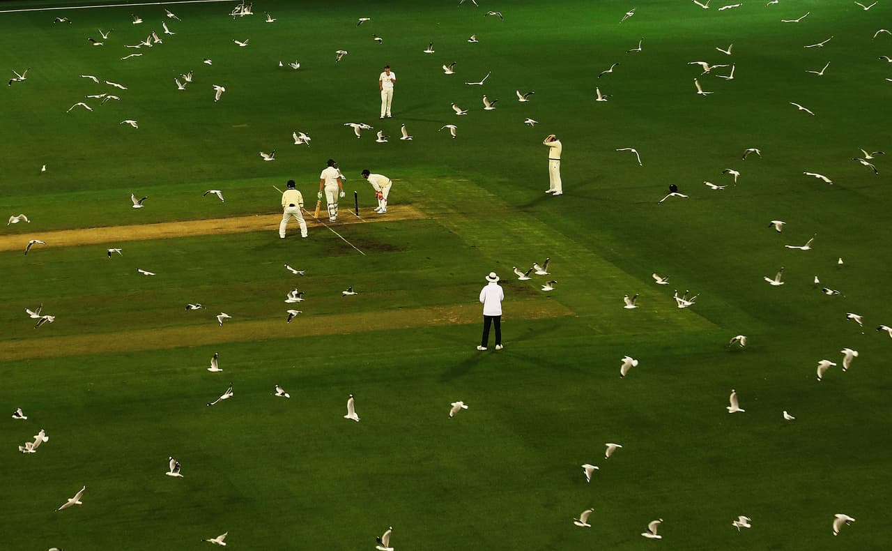 Un partido de cricket en Australia tuvo unas peculiares visitantes: cientos de gaviotas obligaron a la detención del enfrentamiento.