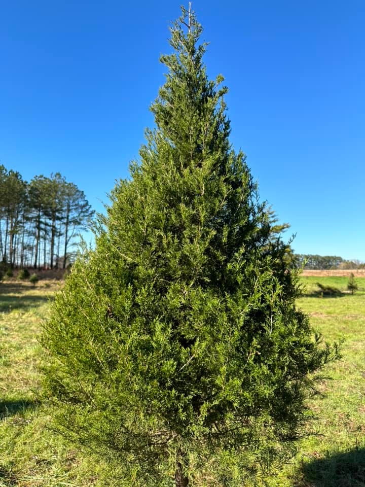 <b>Mountain Branch Farm (A partir del 11 de noviembre)</b>
<br>
<b>Dirección</b>: 1660 Cornwallis Road. Garner, NC
<br>
<b>Teléfono</b>: 919-268-3112
<br>
<b>Sitio web</b>: 
<a href="https://www.facebook.com/profile.php?id=100063531008119">https://www.facebook.com/profile.php?id=100063531008119</a> 
<br>
<b><a href="https://maps.app.goo.gl/d6iSkqTrQxSKKfEk7">Cómo llegar</a></b>
<br>
<br>En la granja podrás cortar tu propio árbol o comprar algunos previamente cortados.