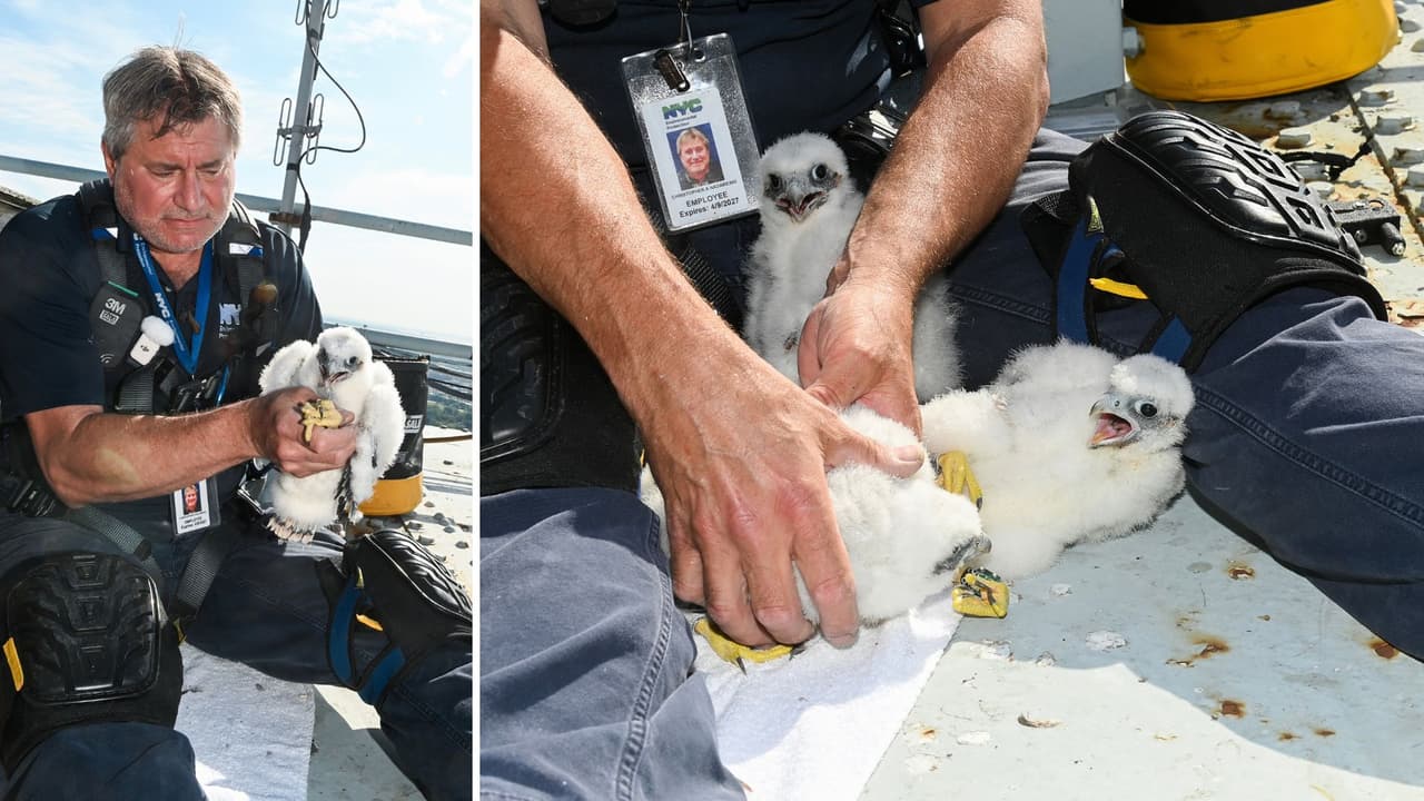 El puente Verrazzano tiene tres nuevos inquilinos.
<br>
<br>Se trata de
<b> tres polluelos de halcón peregrino que nacieron y se unieron a su madre</b> en una caja nido colocada en la 
<b>Torre de Brooklyn del puente Verrazzano – Narrows</b>.
<br>