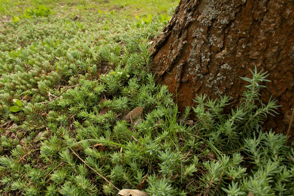 Ayuda también haciendo compostas, reciclando, procurando tener una mejor educación natural acerca de lo que hacemos con nuestros residuos. No tires basura, sepárala, siempre habrá pequeños detalles que todos podemos aportar.