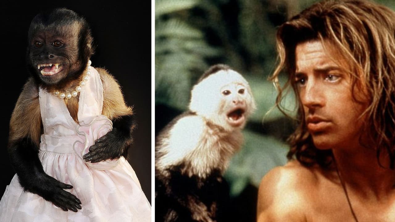 Crystal, el mono más famoso de Hollywood salió en muchas películas y series: aquí su historia