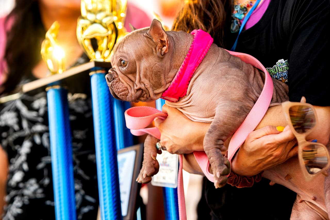 Petunia ganó el concurso del perro más feo del mundo en la feria del condado Sonoma, en Santa Rosa, California, el viernes 8 de agosto de 2025