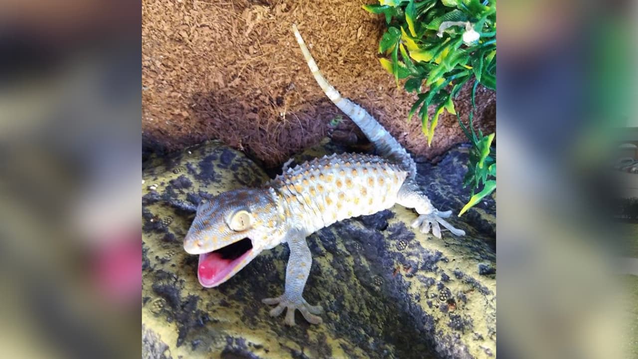 Los dueños del apartamento habían sido desalojados y dejaron a los animales abandonados.