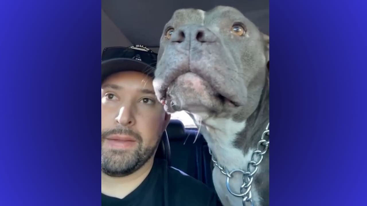 “No podía defenderse”: perro escapa de casa y vuelve baleado a brazos de su dueño