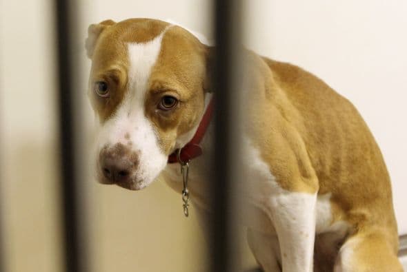 Además de ser un hermoso acto que enriquece al alma, al mismo tiempo es un acto que presenta enormes responsabilidades, numerosas ventajas y es una segunda oportunidad para los perritos.