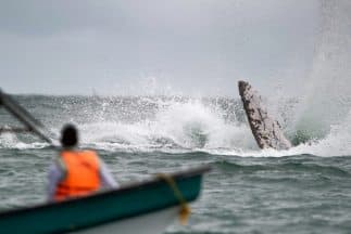 Los turistas regresaban al puerto cuando una ballena saltó del agua y cayó en el bote.
