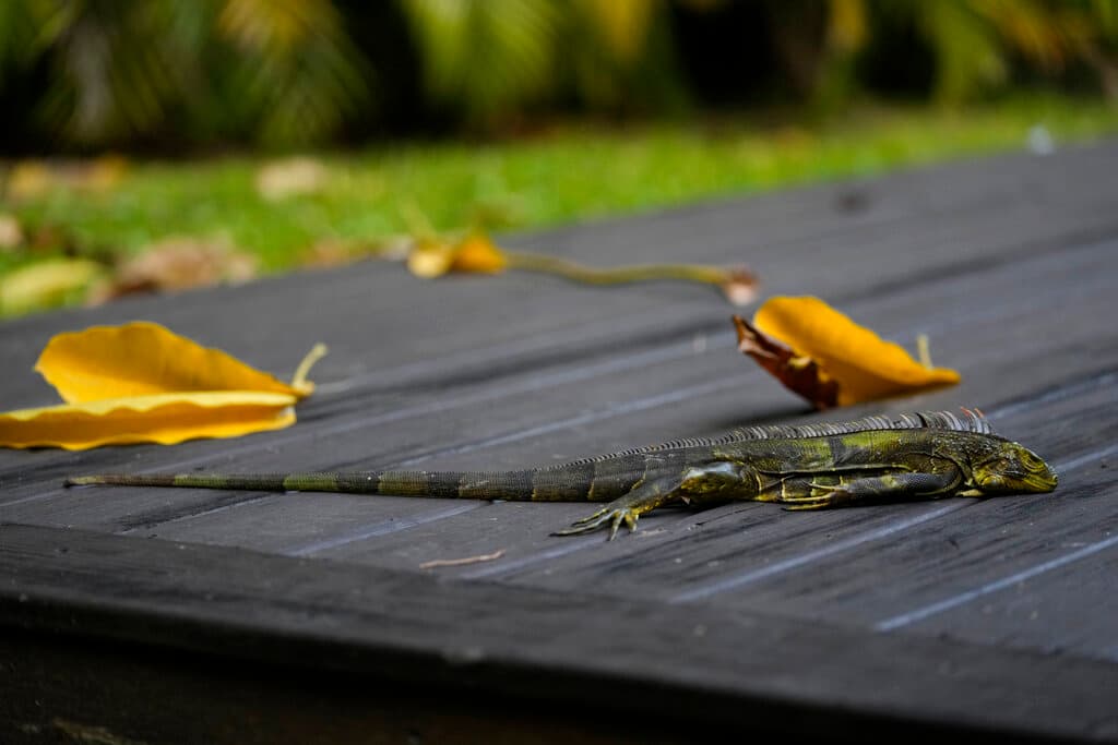 Temperaturas récord y “lluvia” de iguanas: la ola polar sorprende a Florida