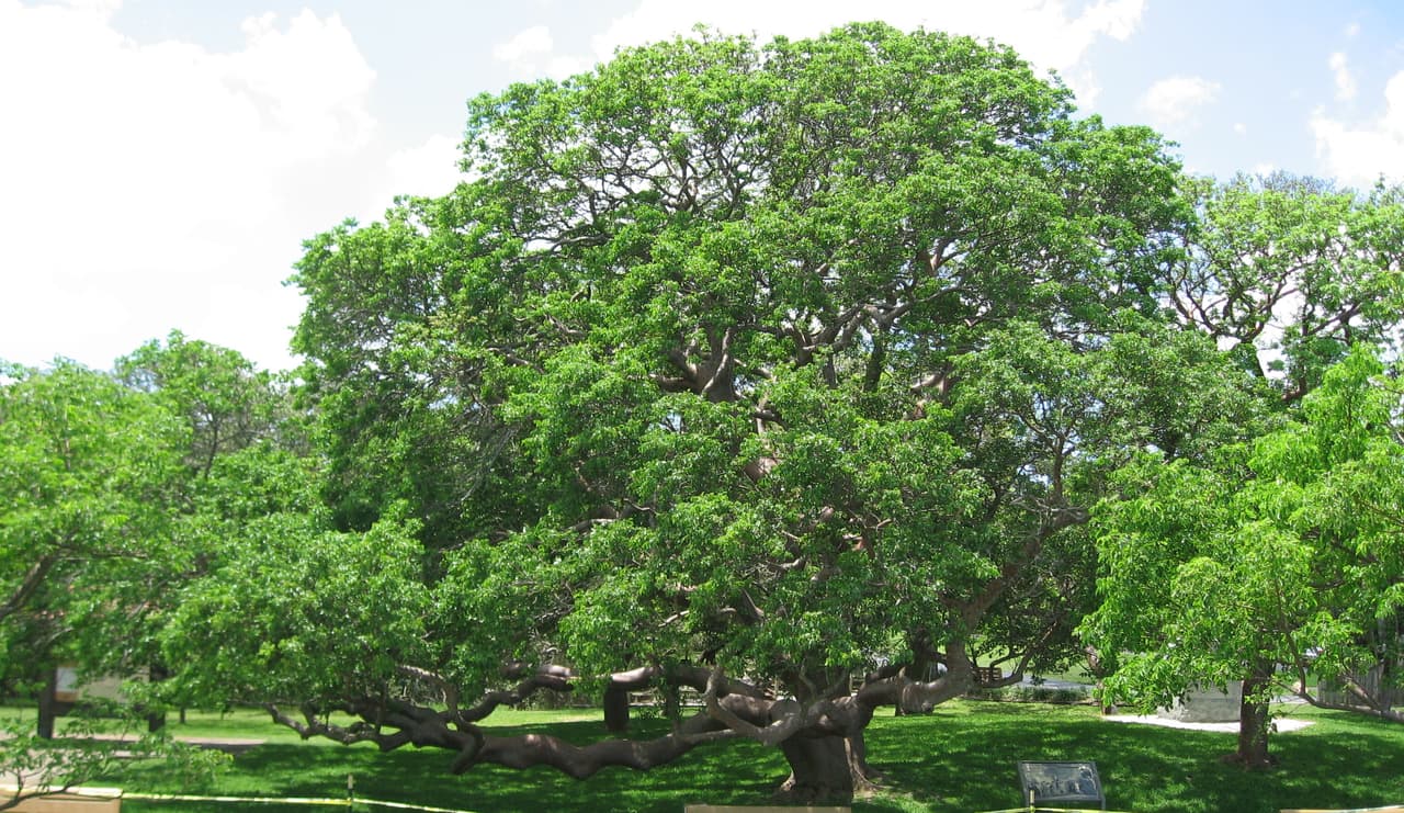 El boricua al que los Parques Nacionales le dieron el trabajo de sus sueños junto a un árbol centenario