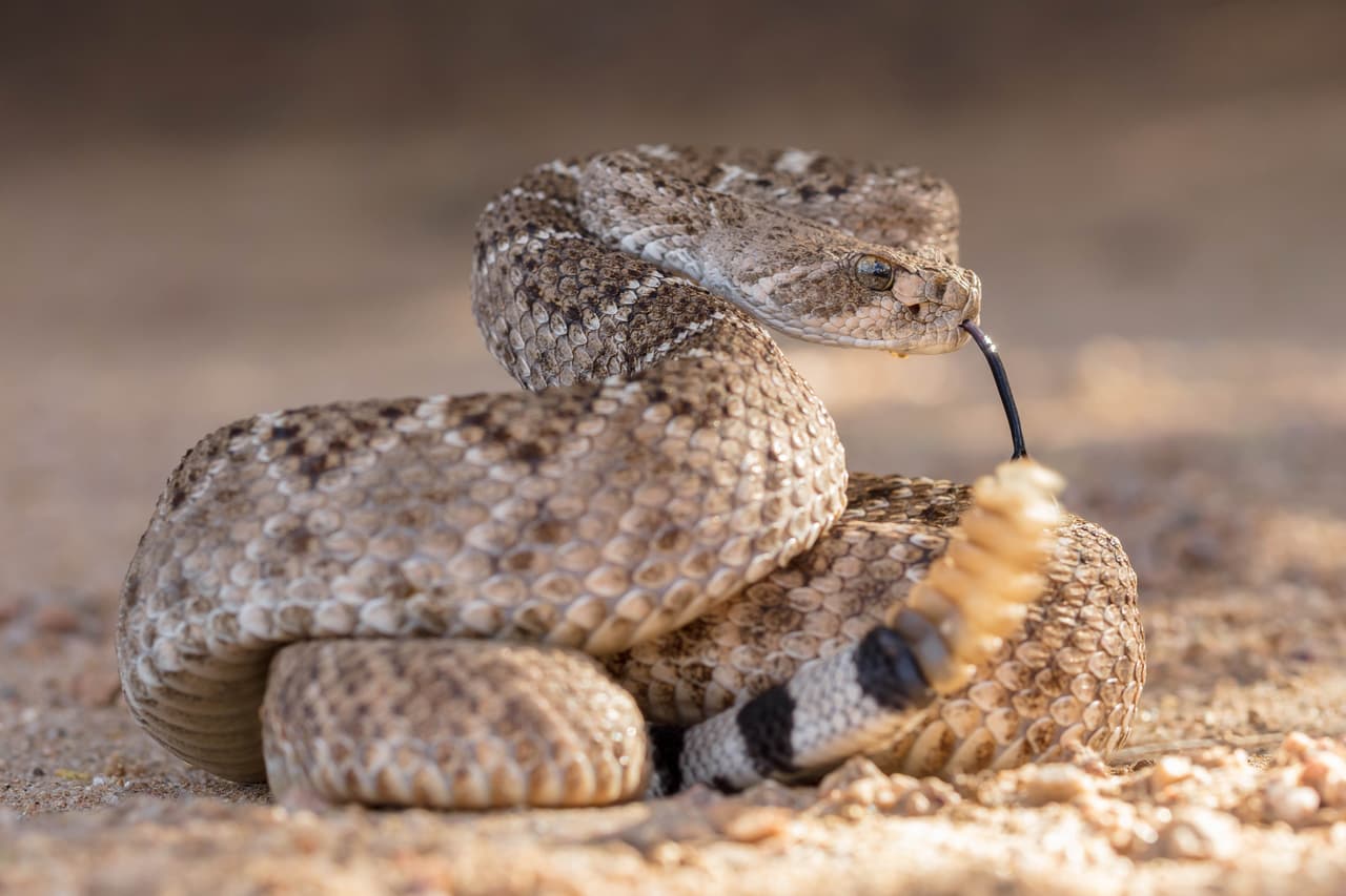 <b>Western Rattlesnake</b>. Es la serpiente de cascabel más común en California. Miden entre 4 y 6 pies de largo y son color marrón con manchas cafés más obscuras. Su veneno es el más potente de todas.
