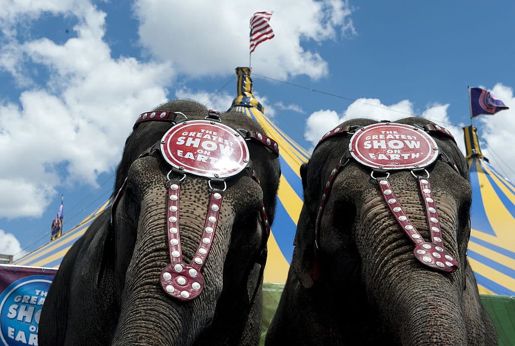 En mayo pasado dejaron de realizar sus espectáculos con elefantes, uno de sus números más populares, tras presiones de grupos ecologistas.