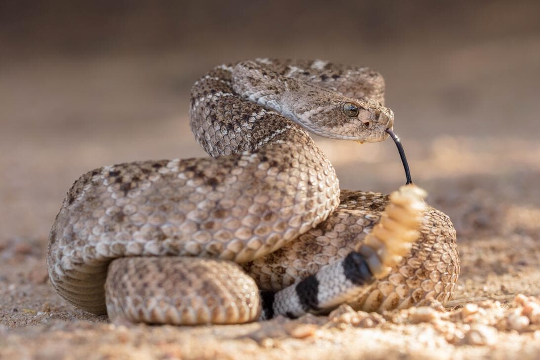 <b>Western Diamondback Rattlesnak</b>
<br>Es la serpiente de cascabel más grande del estado, llegando a medir entre 3 y 6 pies de largo. Está muy extendida por todo Arizona, pero es más común en las áreas desérticas del suroeste.