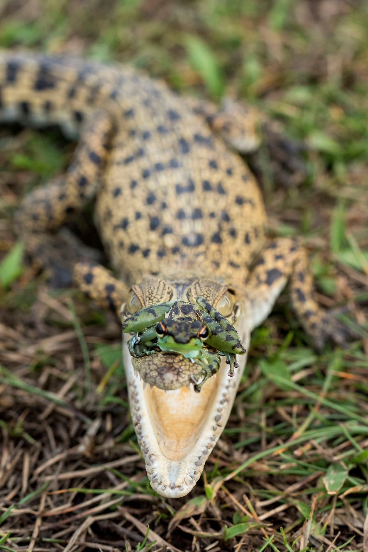 Al parecer, el reptil y el anfibio tienen una buena relación.
