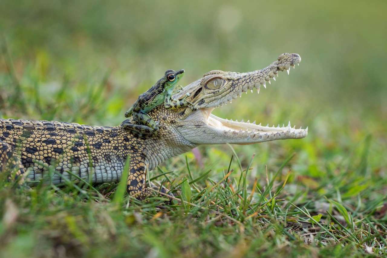 ¡Ellos son mejores amigos!