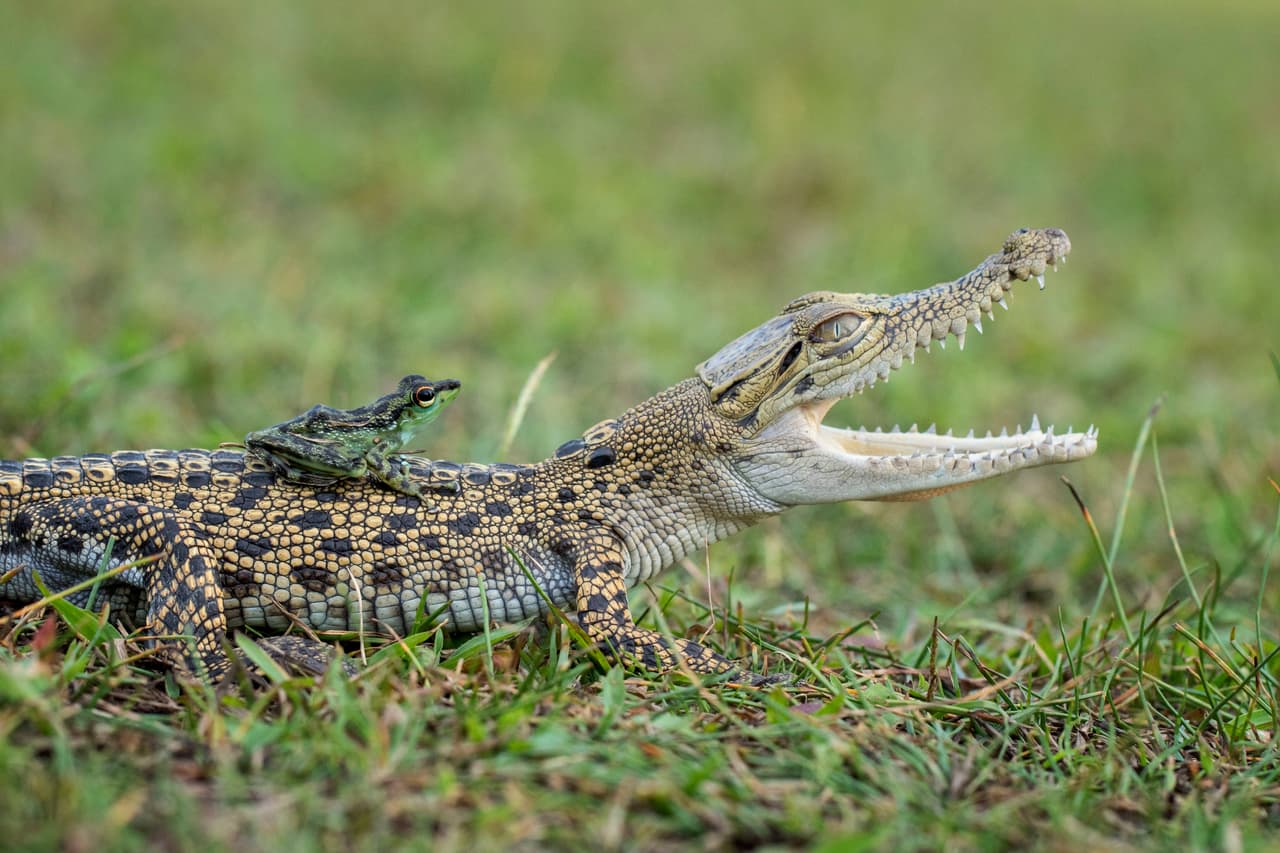 Dando saltos, la ranita llegó y se posó sobre él.