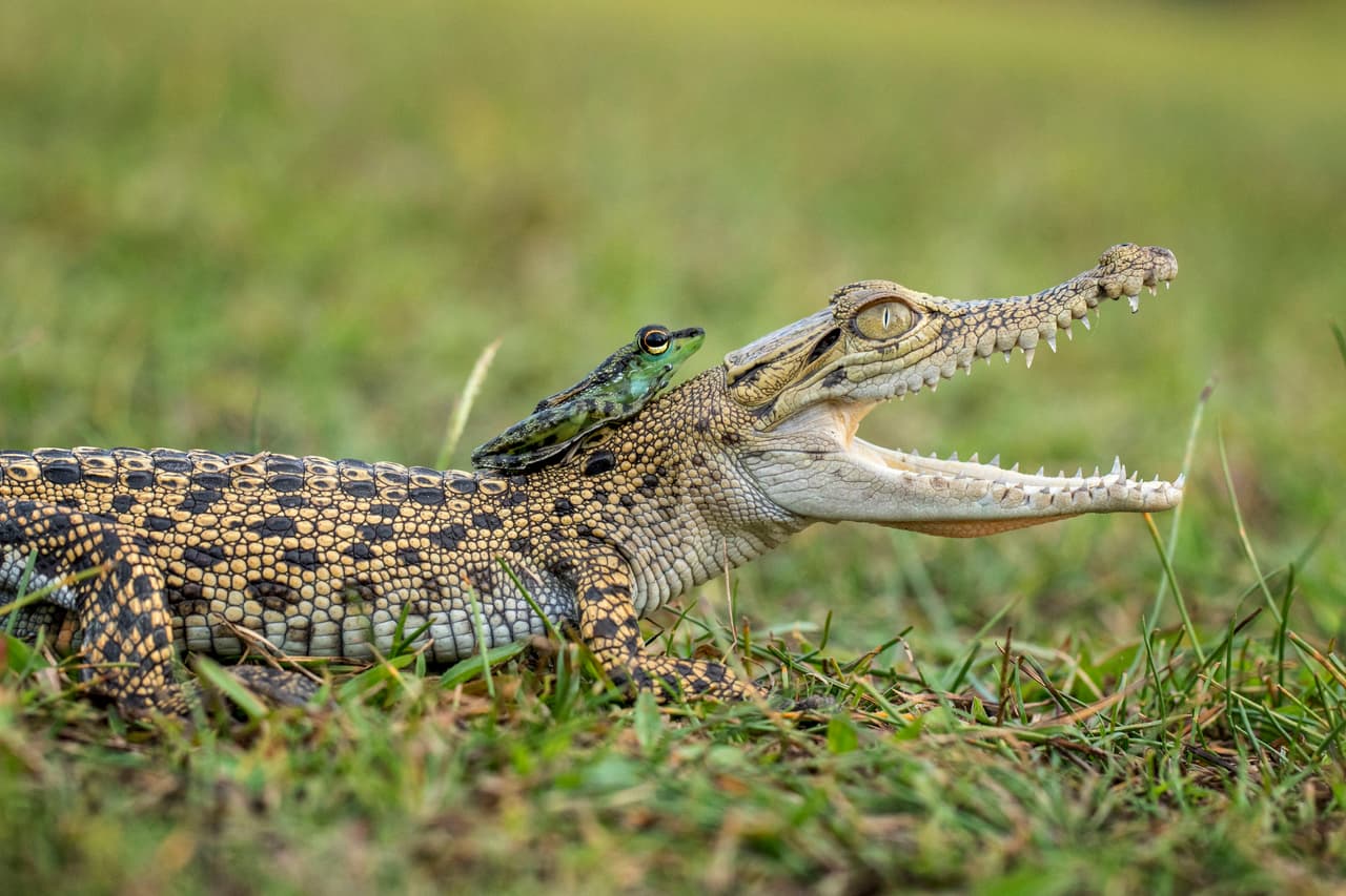 Hay pocos lugares para descansar tan extraños como el hocico de un cocodrilo.