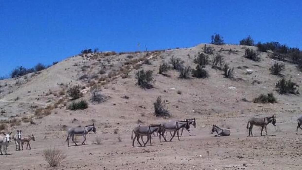 Entre 300 y 500 burros silvestres viven en el cañón Reche de Moreno Valley.